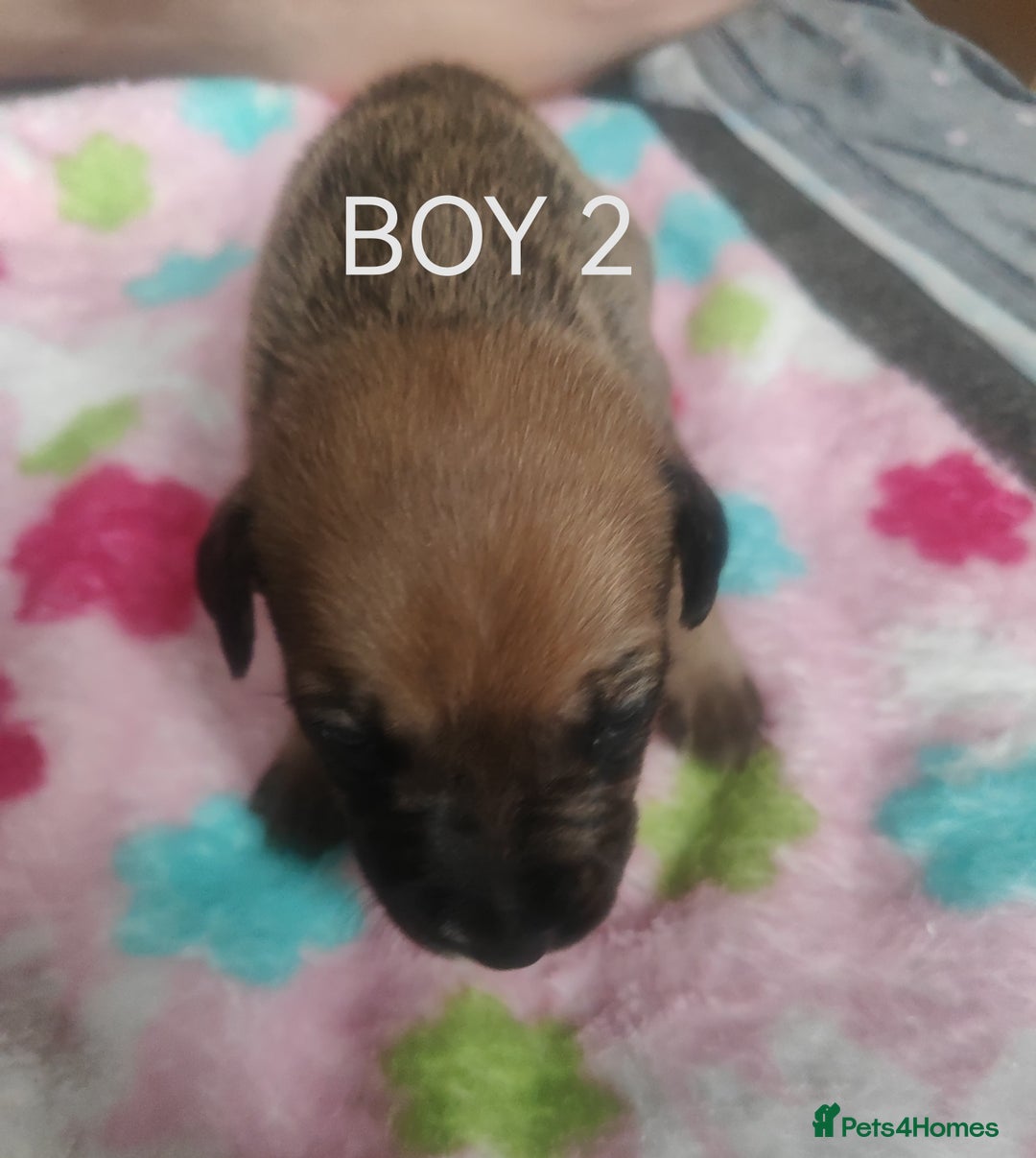 Mixed Breed dogs for sale: Lab x staff pups  - Image 17