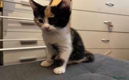 Mixed Breed cats for sale: 5 Male Kittens looking for their forever homes - Image 2