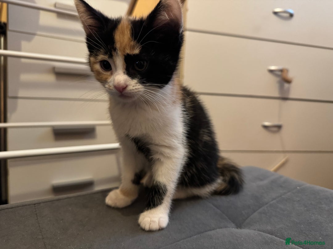 Mixed Breed cats for sale: 5 Male Kittens looking for their forever homes - Image 2