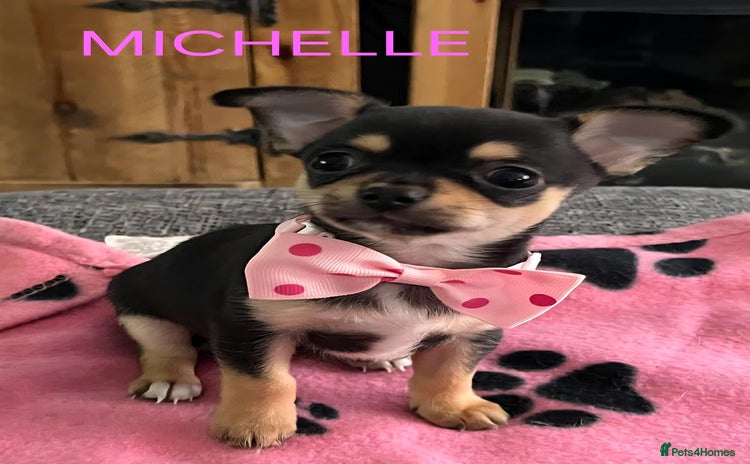 Chihuahua dogs - Advert 1