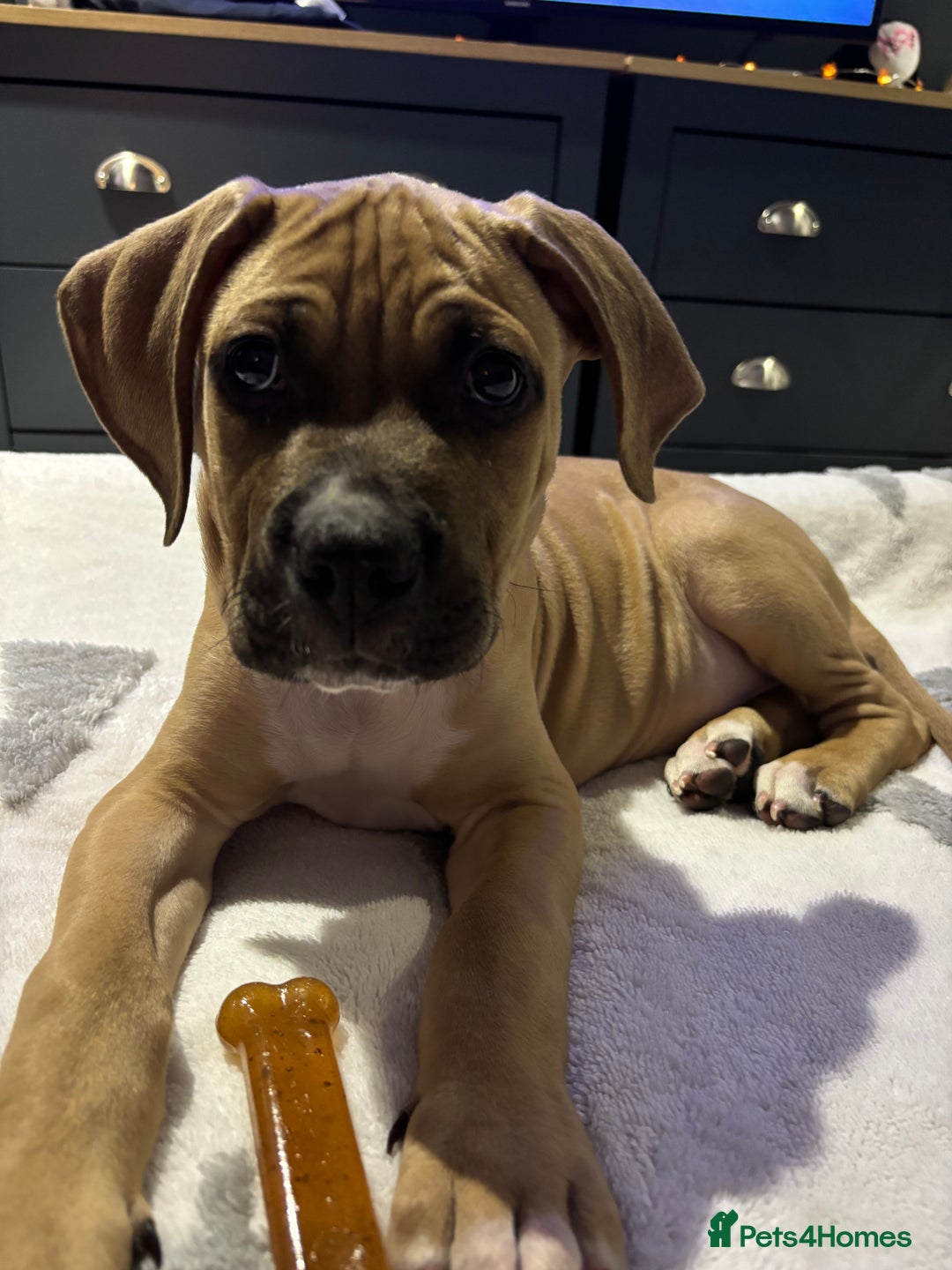 Mixed Breed dogs for sale: Beautiful mastiff cross puppy  - Advert 7