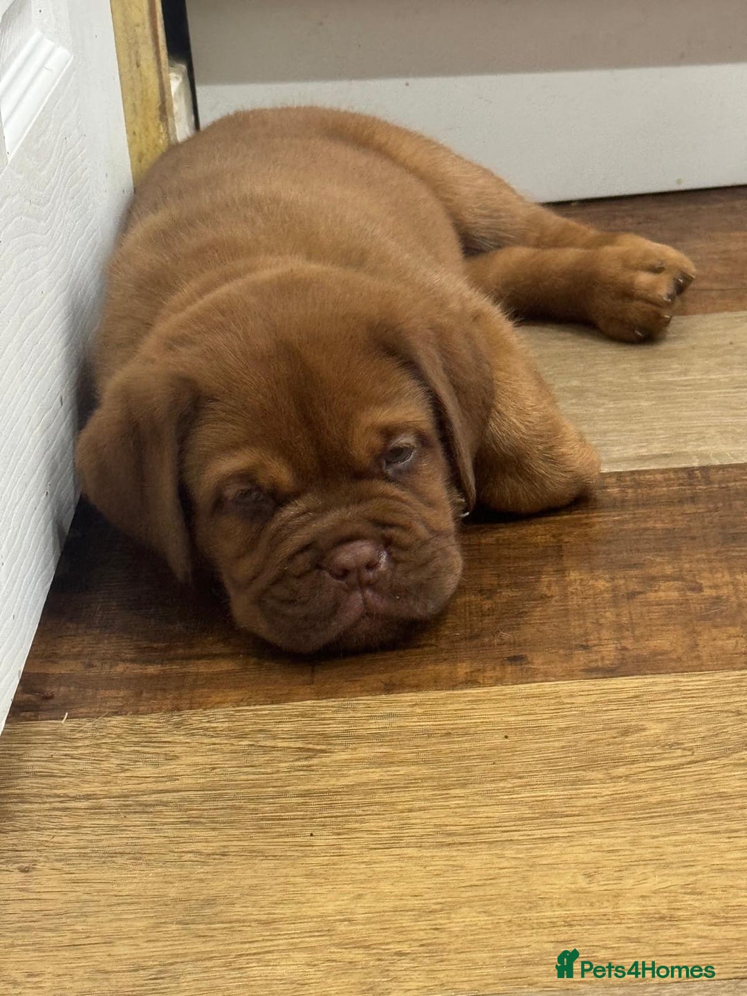 Dogue De Bordeaux dogs for sale: Dogue De Bordeaux Puppies - Image 8