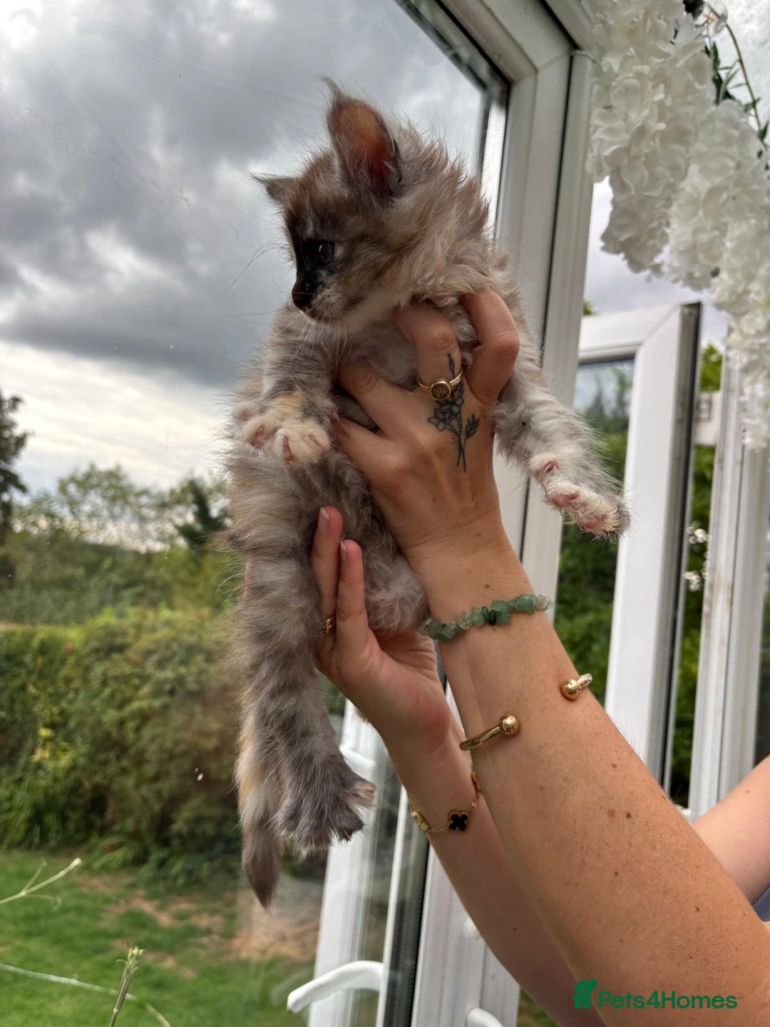 Maine Coon cats for sale: Registered Maine coon kittens  - Image 7