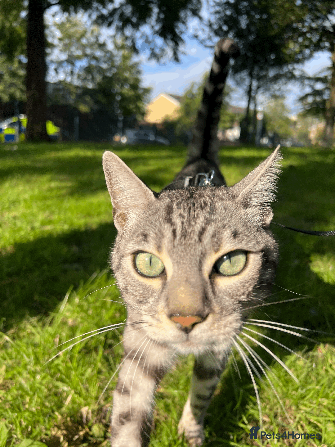 Bengal cats for sale: TICA Silver Bengal for sale - Image 10