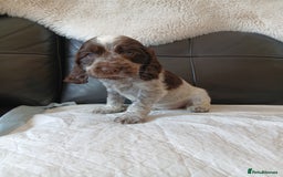 Cocker Spaniel dogs for sale:  show type spaniel puppies health tested parents  - Image 13