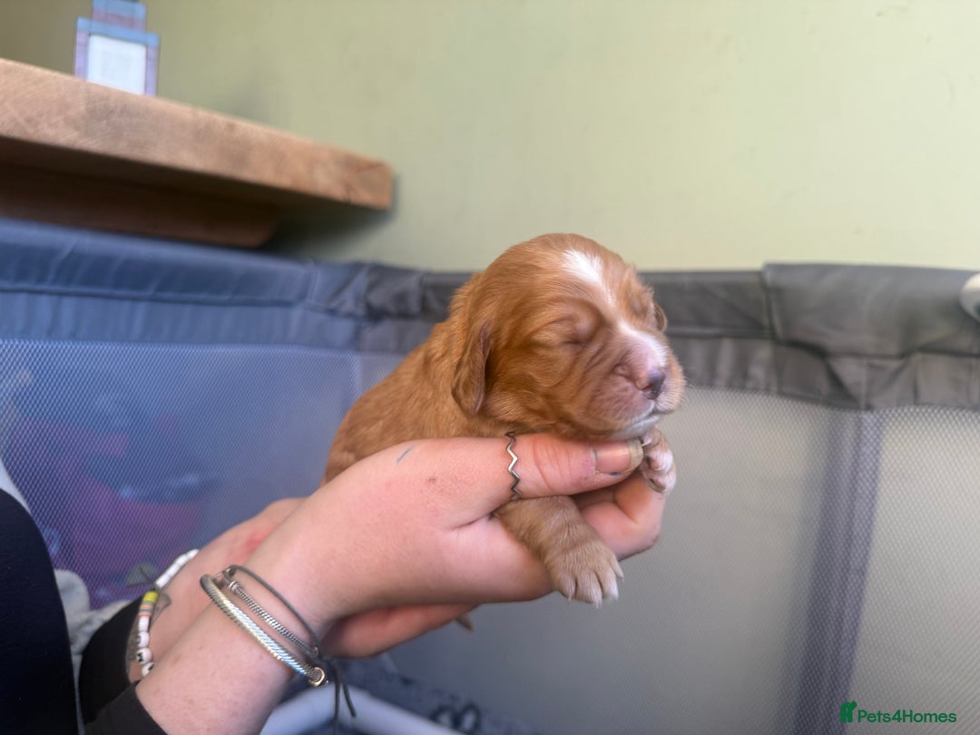 Cocker Spaniel dogs for sale: cocker spaniel puppy's - Advert 11