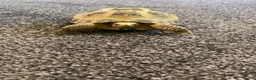 Tortoise reptiles for sale: Horsefield Tortoises in Forfar - Advert 4