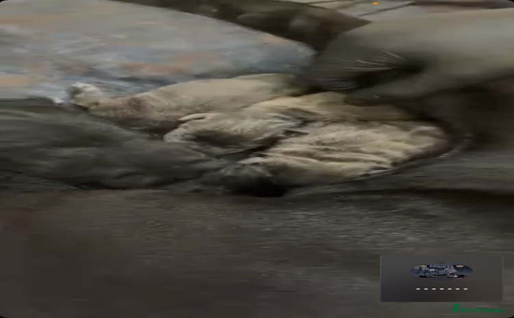 Cane Corso dogs Cane Corso puppies  - Advert 1