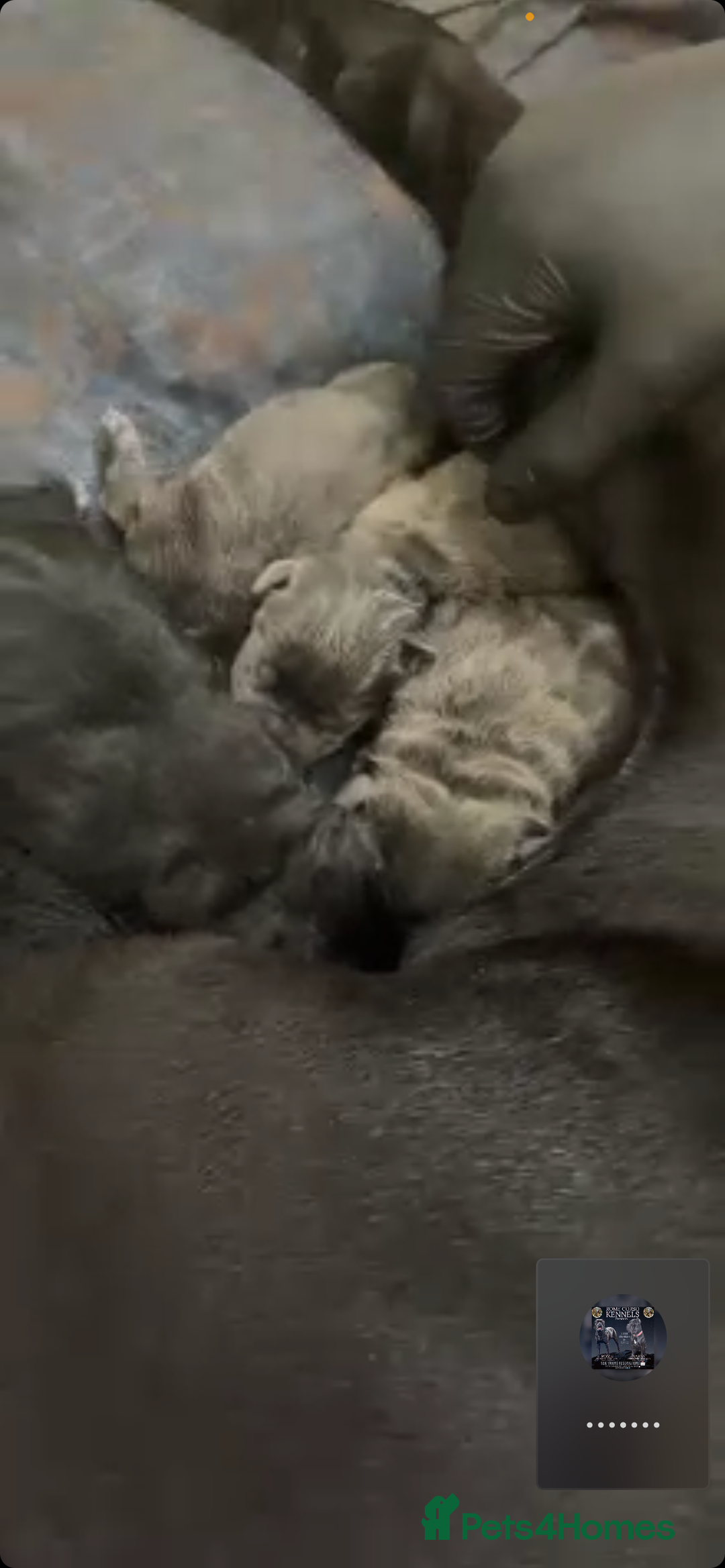 Cane Corso dogs for sale: Cane Corso puppies  - Advert 1