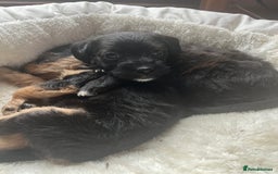 Mixed Breed dogs for sale: Gorgeous Plummer Terrier X Toy Poodle - Image 18