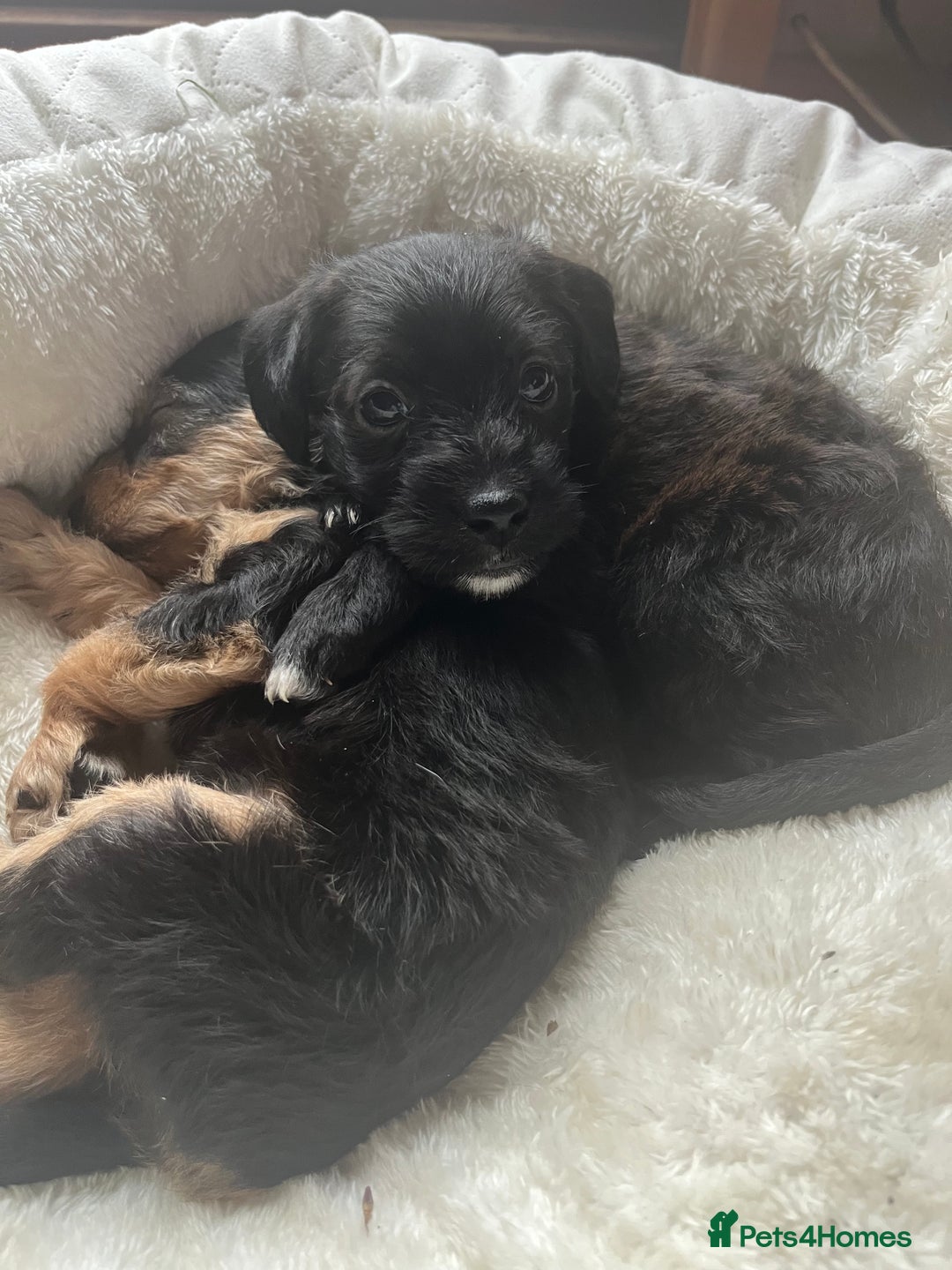 Mixed Breed dogs for sale: Gorgeous Plummer Terrier X Toy Poodle - Image 18