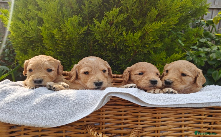 Goldendoodle dogs - Advert 1