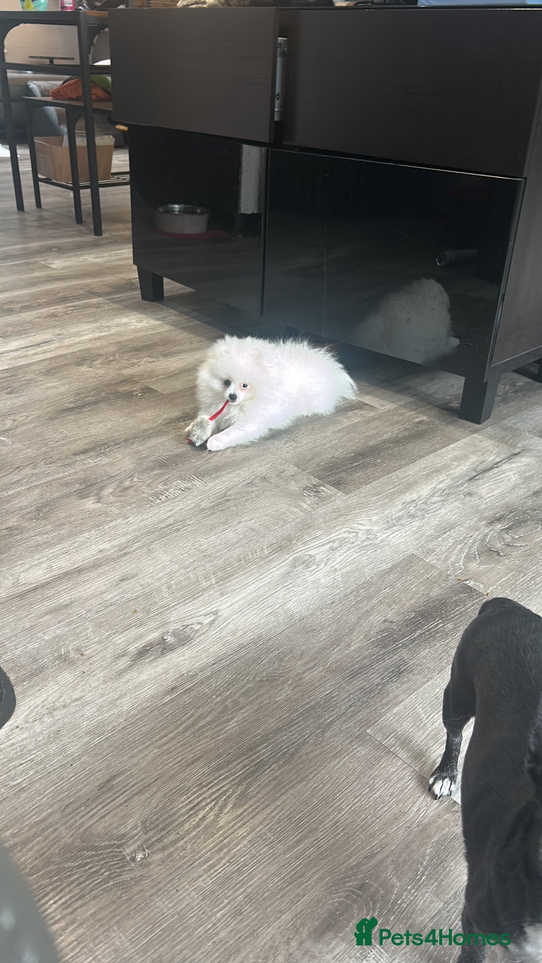 Pomeranian dogs for sale: Tiny Pomeranian Girl Puppy READY NOW - Image 3