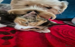 Mixed Breed cats for sale: Little cat  - Image 3