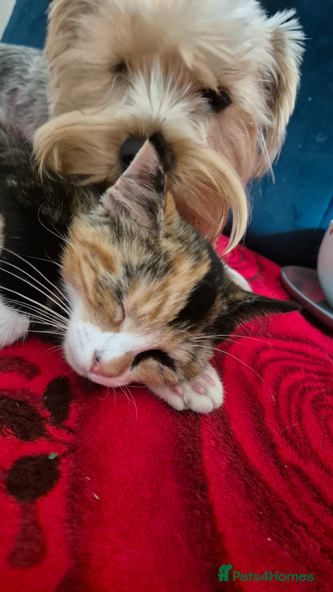 Mixed Breed cats for sale: Little cat  - Image 3