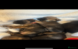 Border Terrier dogs for sale: Stunning litter of border terrier puppies  - Image 14