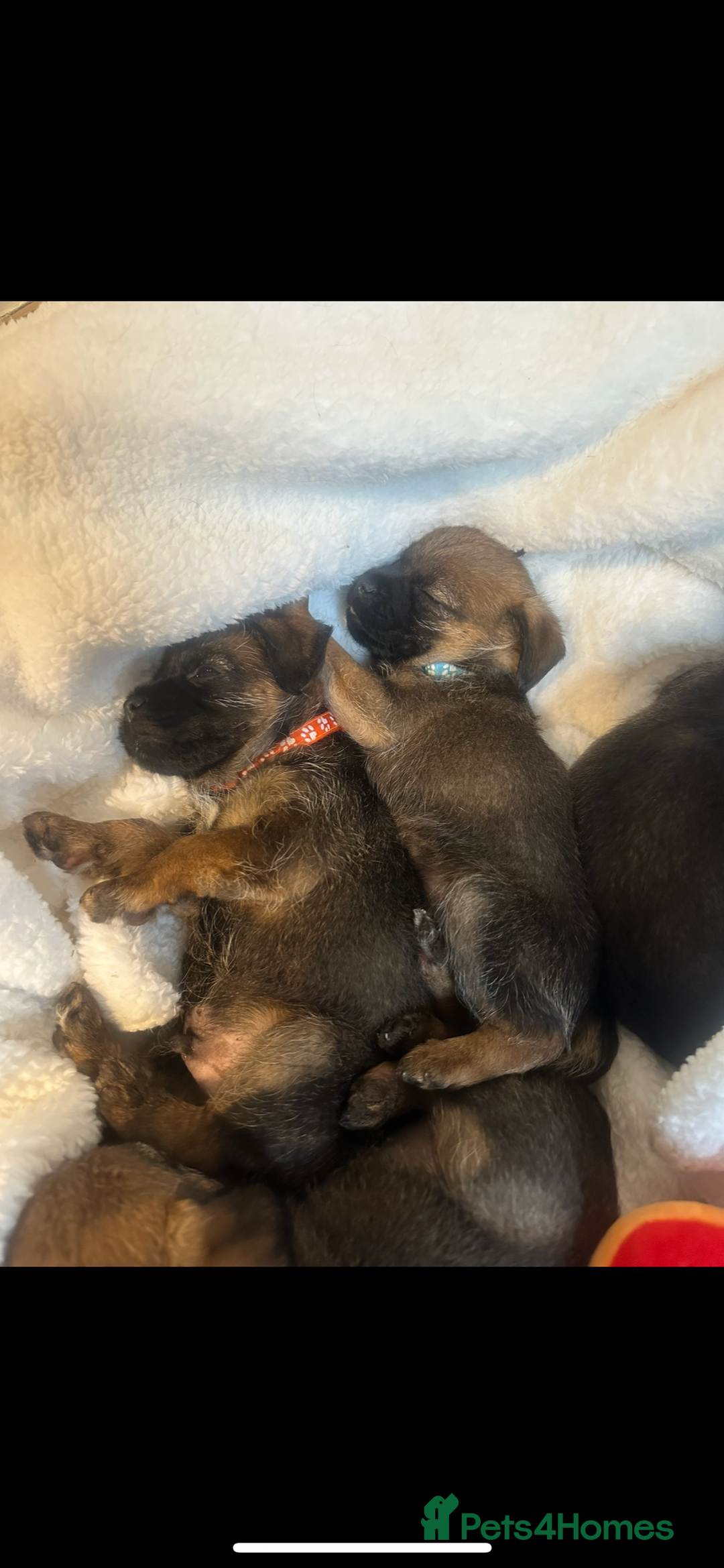Border Terrier dogs for sale: Stunning litter of border terrier puppies  - Image 14