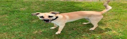 Mixed Breed dogs for adoption: Rocco - North Walsham Norfolk  - Advert 3