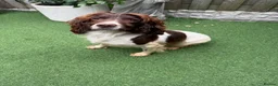 English Springer Spaniel dogs for sale:  OUR LOVELY ANNIE LOOKING FOR A VERY SPECIAL HOME in Doncaster - Advert 10