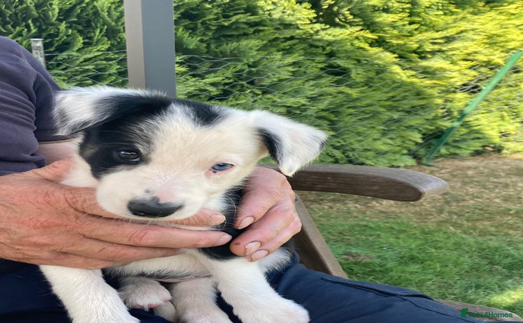 Border Collie dogs - Advert 11