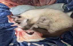 Ragdoll cats for sale: Adorable Ragdoll Kittens  - Image 12