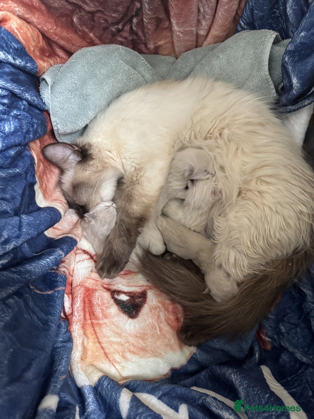 Ragdoll cats for sale: Adorable Ragdoll Kittens  - Image 12