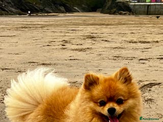 Pomeranian dogs Stunning proven KC registered Pomeranian for stud. - Advert 21