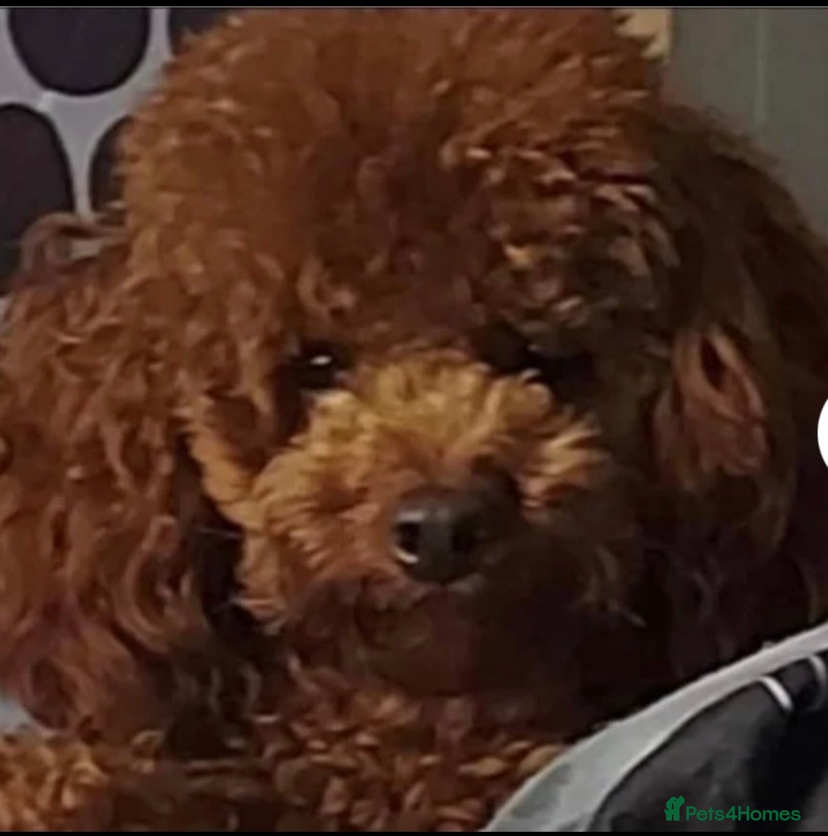 Poochon dogs Toy poochon pups chocolate and tan - Advert 1