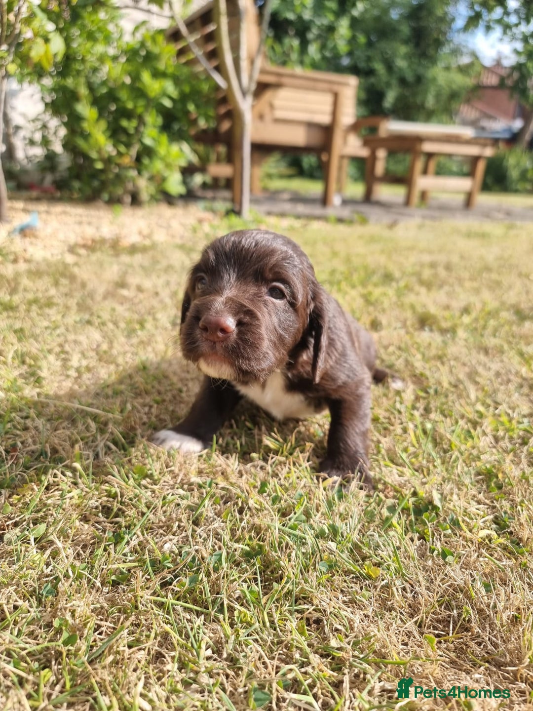 Cocker Spaniel dogs for sale: KC registered cocker spaniels - Image 3