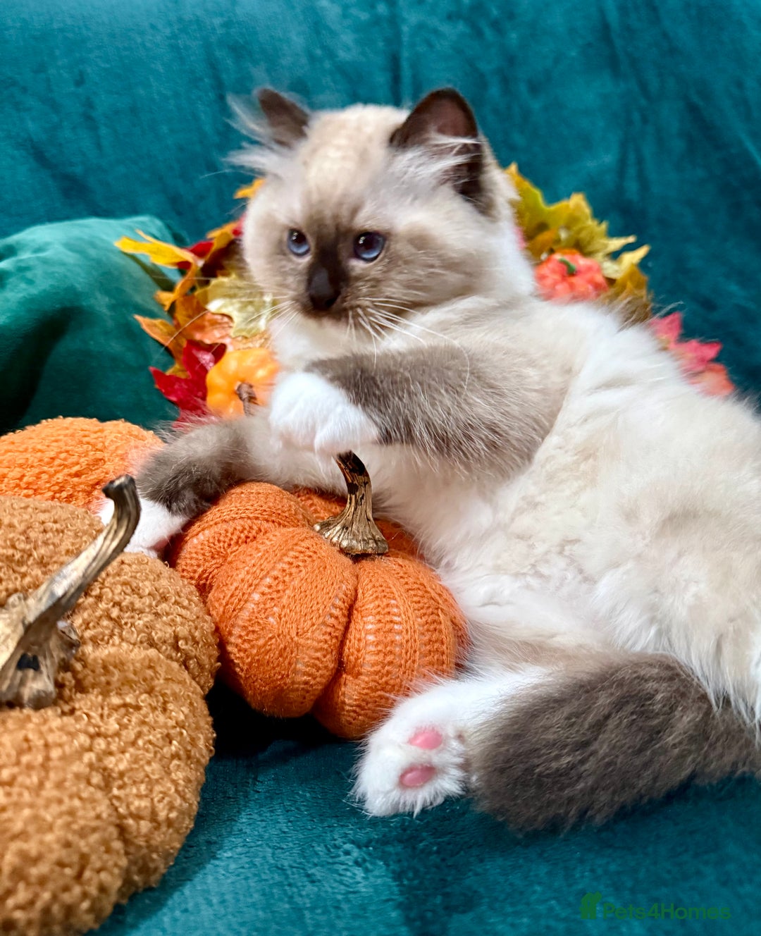 Ragdoll cats for sale: WORLD BEATIFUL RAGDOLL KITTEN/FIFe - Image 8