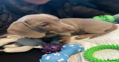 Miniature Dachshund dogs Miniature Dashshund Puppy - Advert 1