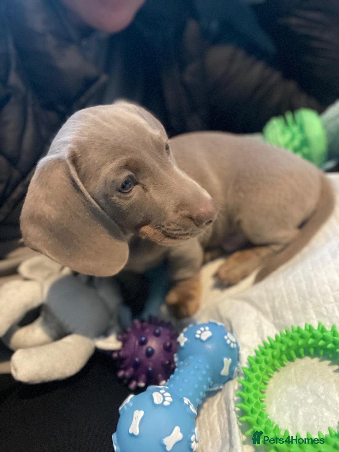 Miniature Dachshund dogs for sale: Miniature Dashshund Puppy - Advert 3