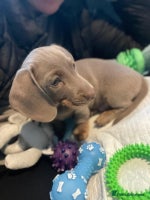 Miniature Dachshund dogs Miniature Dashshund Puppy - Advert 1