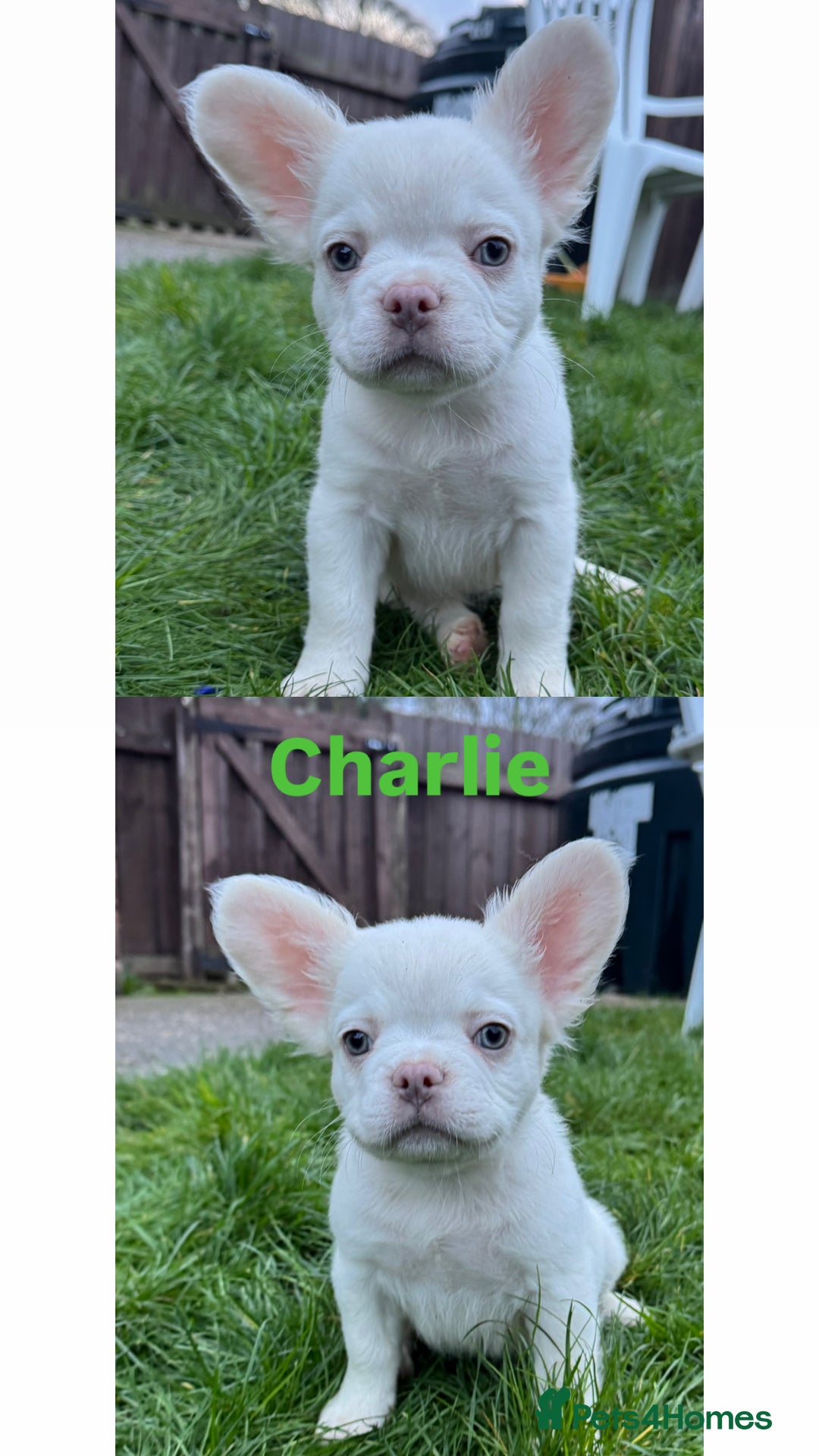 French Bulldog dogs for sale: REDUCED! Fluffy French Bulldog Puppies  - Advert 30