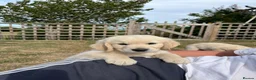 Golden Retriever dogs for sale: Kc Cream Golden retriever puppies All reserved now - Advert 2