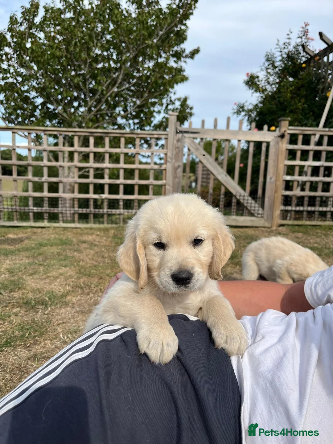 Golden Retriever dogs for sale: Kc Cream Golden retriever puppies All reserved now - Advert 2