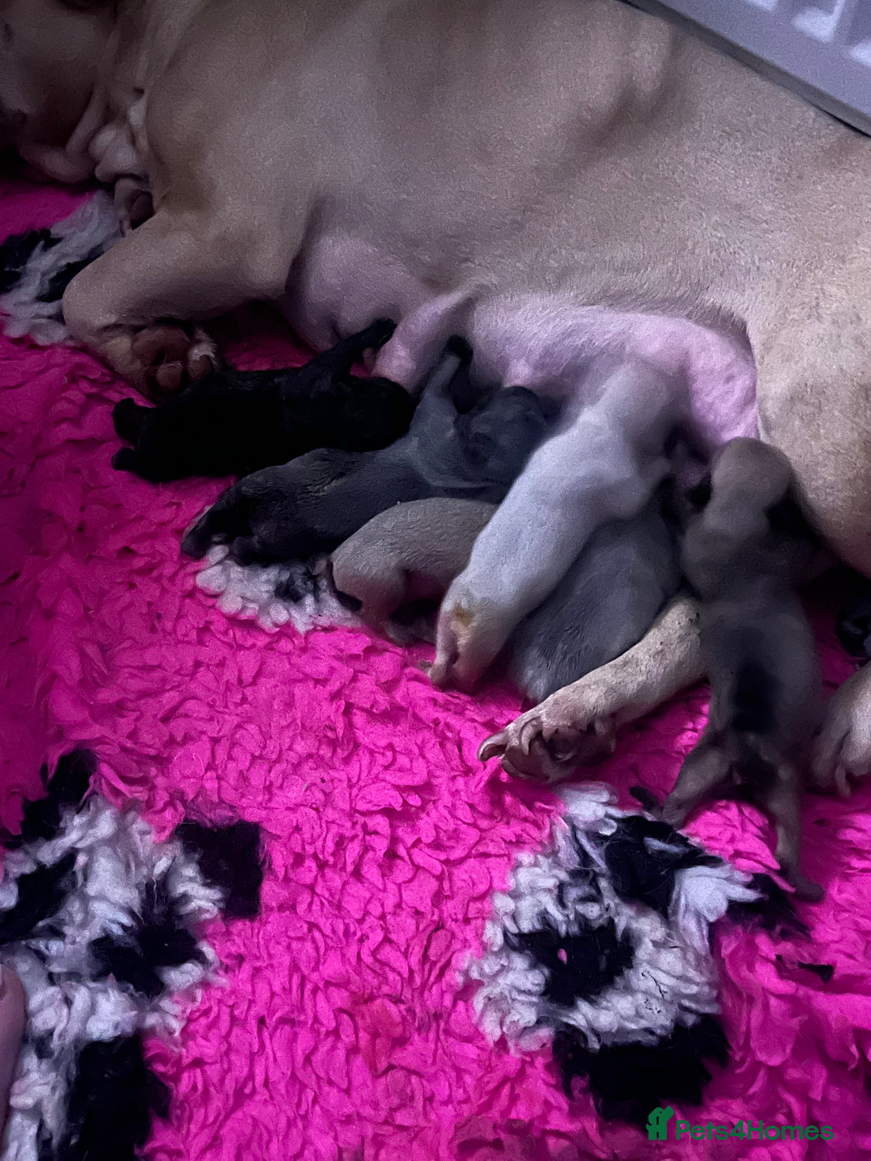 French Bulldog dogs Last Isabella French bulldog  - Advert 2