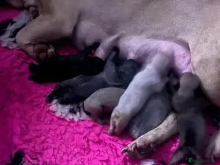 French Bulldog dogs Last Isabella French bulldog - Advert 2