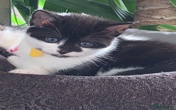 Mixed Breed cats for sale: Mixed breed Kittens  - Image 14