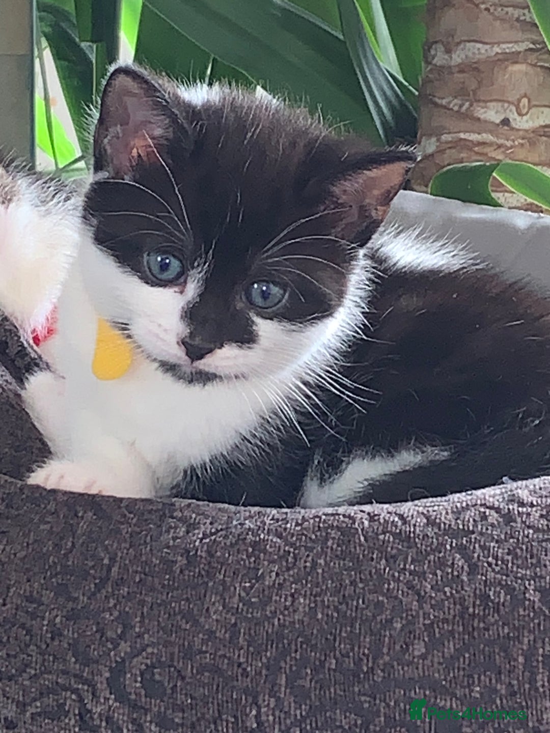 Mixed Breed cats for sale: Mixed breed Kittens  - Image 14
