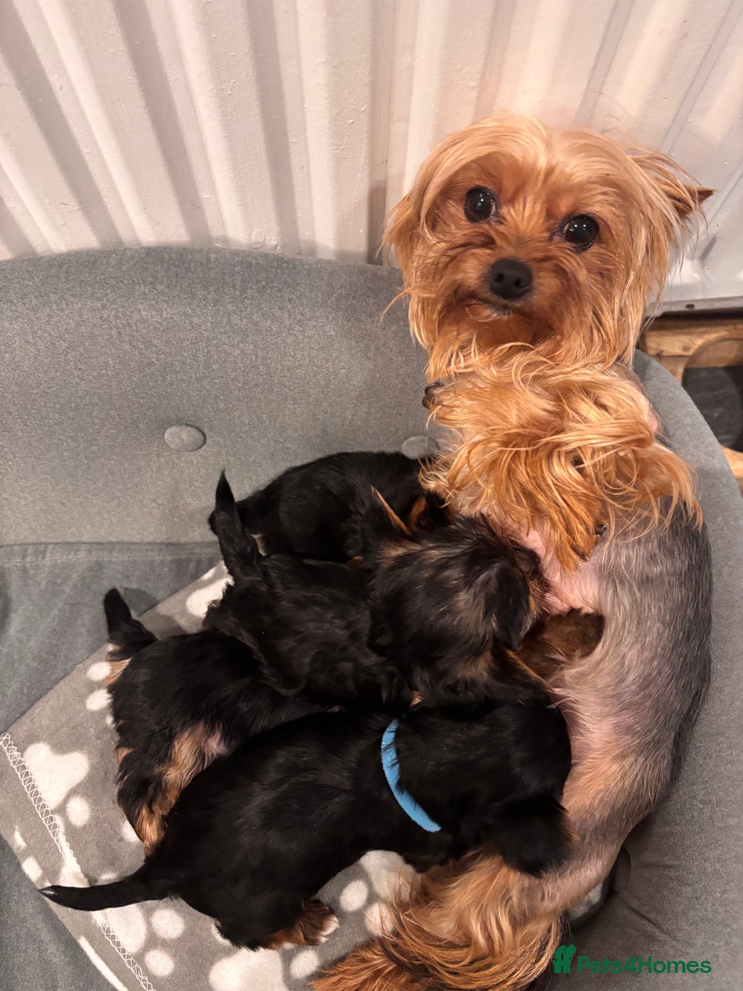 Yorkshire Terrier dogs for sale: Yorkshire terrier puppies for sale - Advert 10