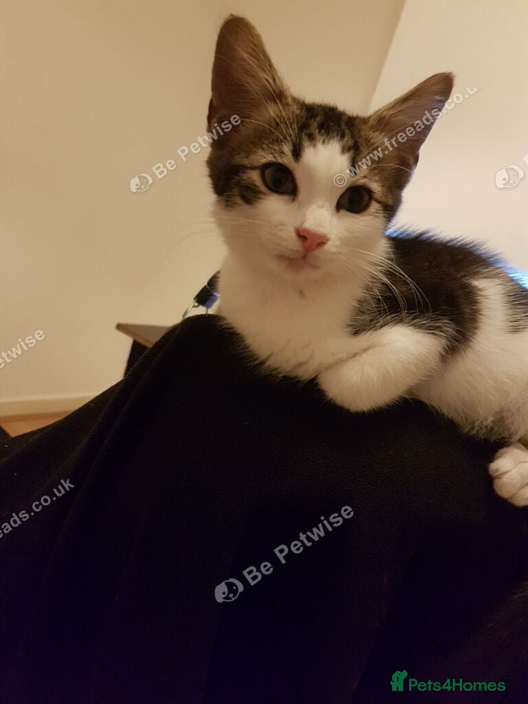 Mixed Breed cats Beautiful male kitten – ready for a new home. - Advert 2