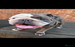 English Bulldog dogs for sale: Male British bulldog  - Image 1