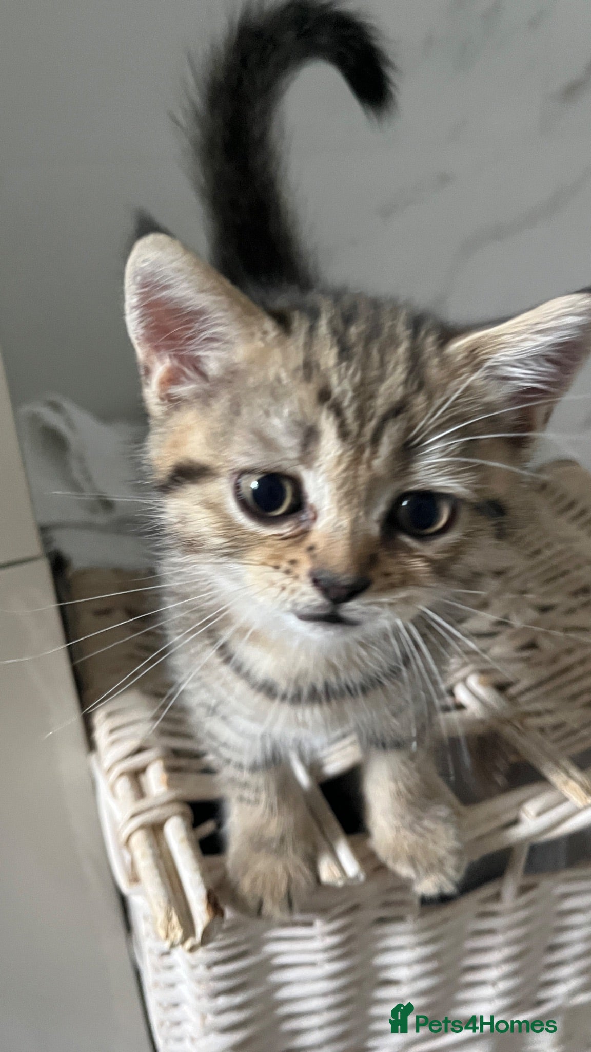 Scottish Fold cats Lovely Scottish straight kitten  - Advert 1