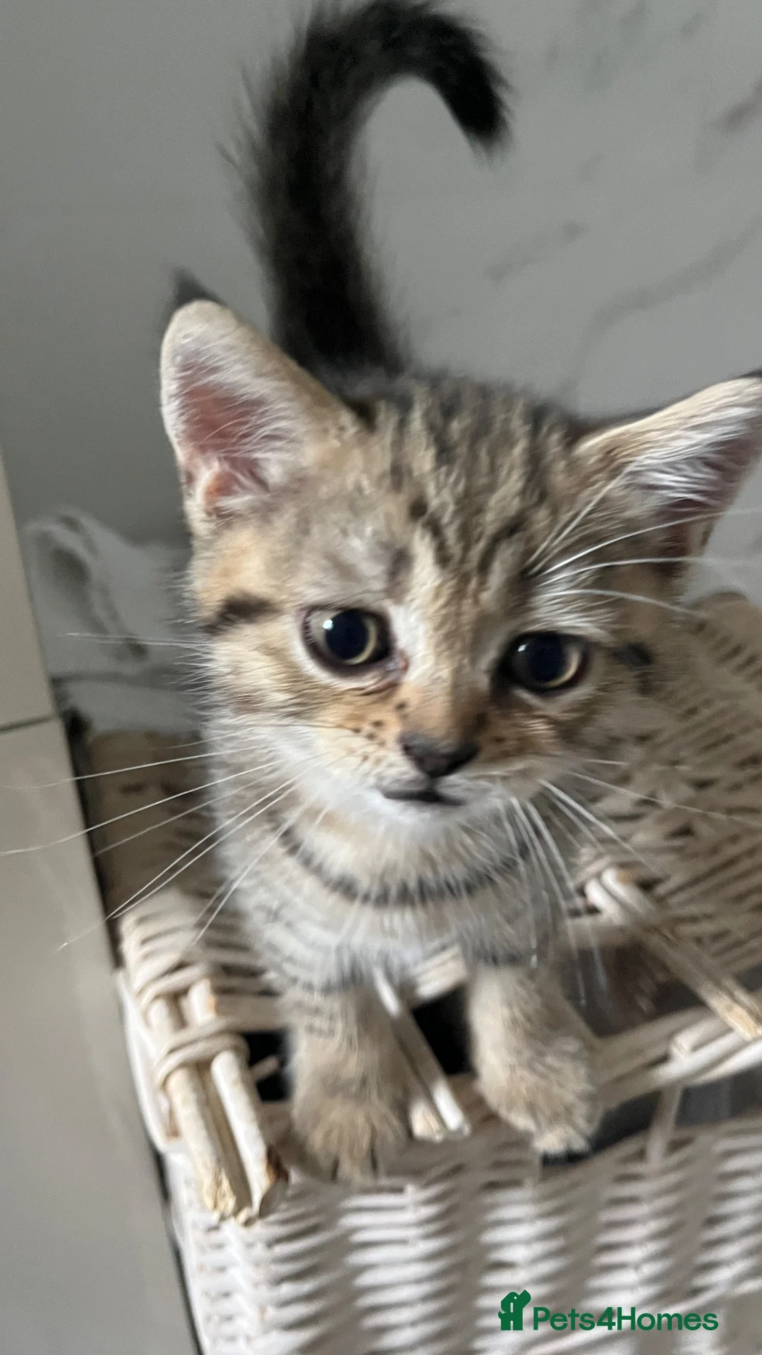 Scottish Fold cats for sale: Lovely Scottish straight kitten  - Advert 11