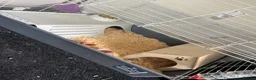 Guinea Pig rodents for sale: 2 male guinea pigs in Stockport - Advert 4