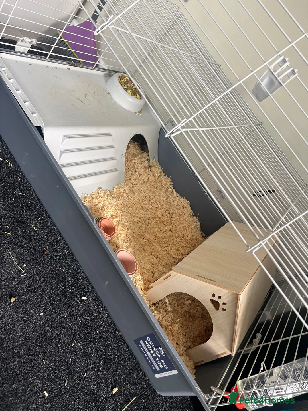 Guinea Pig rodents for sale: 2 male guinea pigs in Stockport - Advert 4