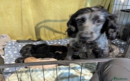 Cockapoo dogs for sale: Ready now, gorgeous health tested F1 cockapoos - Image 12
