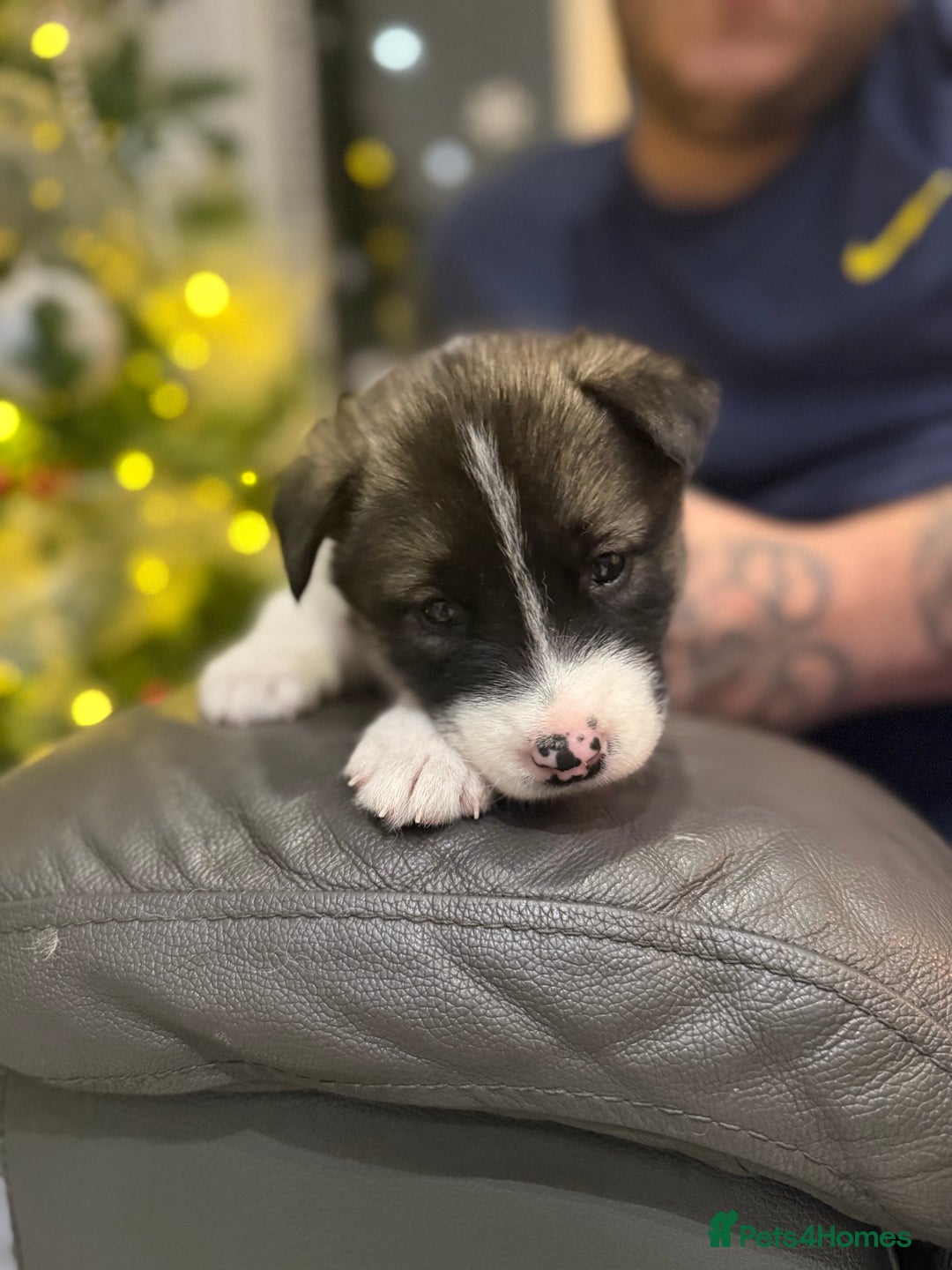 Utonagan dogs for sale: Alaskan malamute x husky  - Advert 3