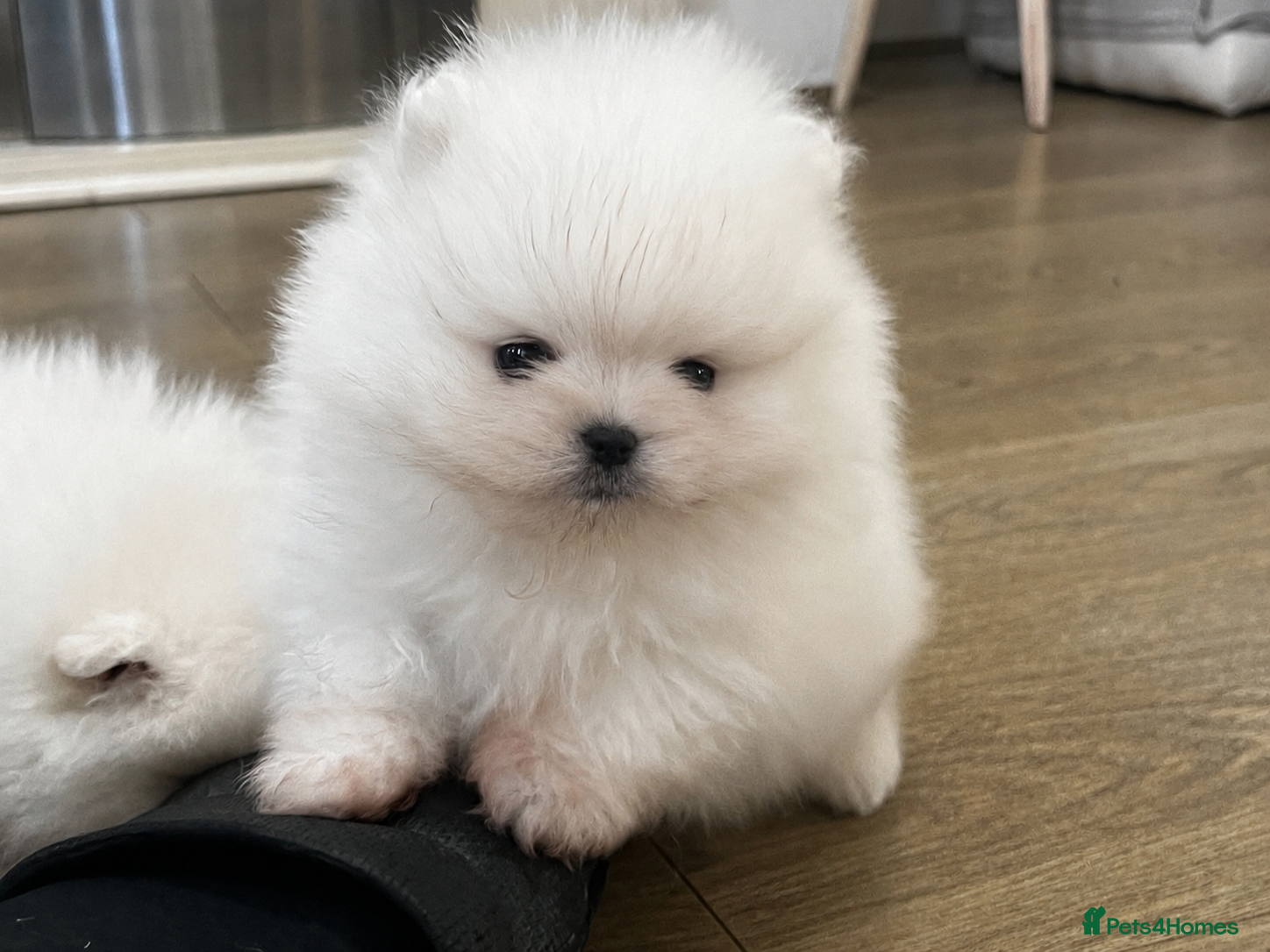 Pomeranian dogs     Luxury White Pomeranian Puppies  - Advert 2